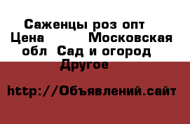 Саженцы роз опт. › Цена ­ 150 - Московская обл. Сад и огород » Другое   